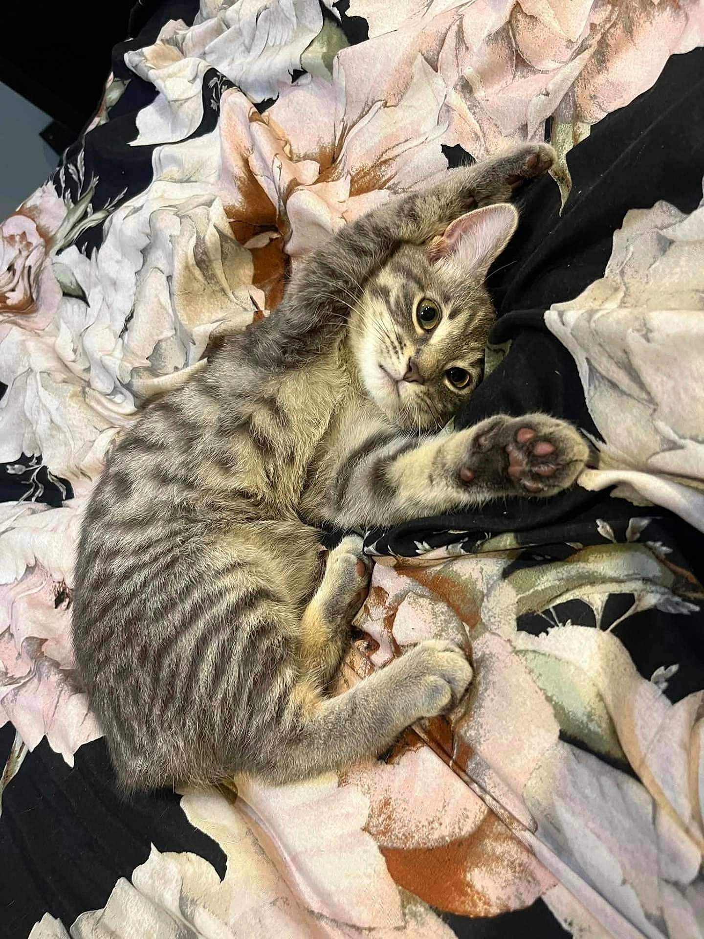 Nova joined the competition — help win amazing prizes! cat, kitten, gray_tabby, paw, pink_paw, stretching, floral_blanket, bed, cute, fur, whiskers, ears, face, eyes, indoor, pet, animal, cozy, resting, playful
