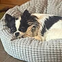 animal, bed, black_and_white, canine, comfort, cozy, cute, dog, domestic, floor, fluffy, fur, indoor, pet_bed, quiet, relaxed, resting, small_dog, snuggled, texture