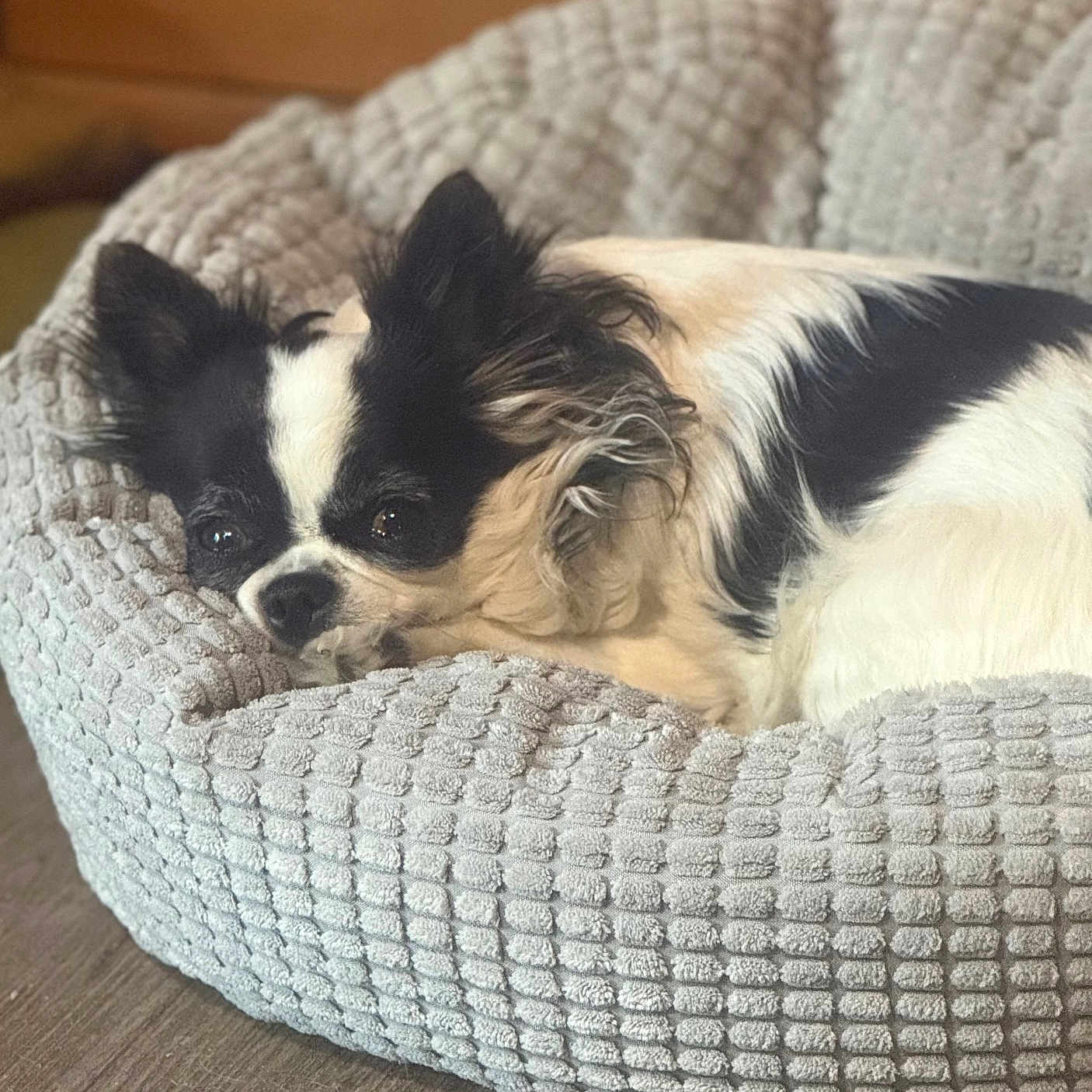 Nina a rejoint le concours — aidez-le/la à gagner de superbes lots ! animal, bed, black_and_white, canine, comfort, cozy, cute, dog, domestic, floor, fluffy, fur, indoor, pet_bed, quiet, relaxed, resting, small_dog, snuggled, texture