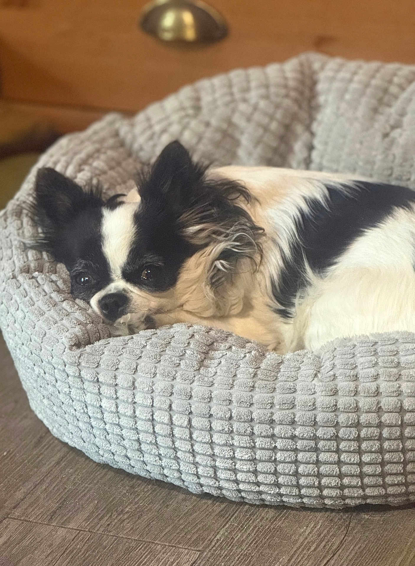 Nina a rejoint le concours — aidez-le/la à gagner de superbes lots ! animal, bed, black_and_white, canine, comfort, cozy, cute, dog, domestic, floor, fluffy, fur, indoor, pet_bed, quiet, relaxed, resting, small_dog, snuggled, texture