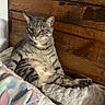animal, bed, bedding, bedroom, blanket, cat, cozy, indoor, lying_down, pet, pillow, portrait, relaxed, rustic, serious_expression, sitting, striped_fur, tabby_cat, whiskers, wooden_headboard