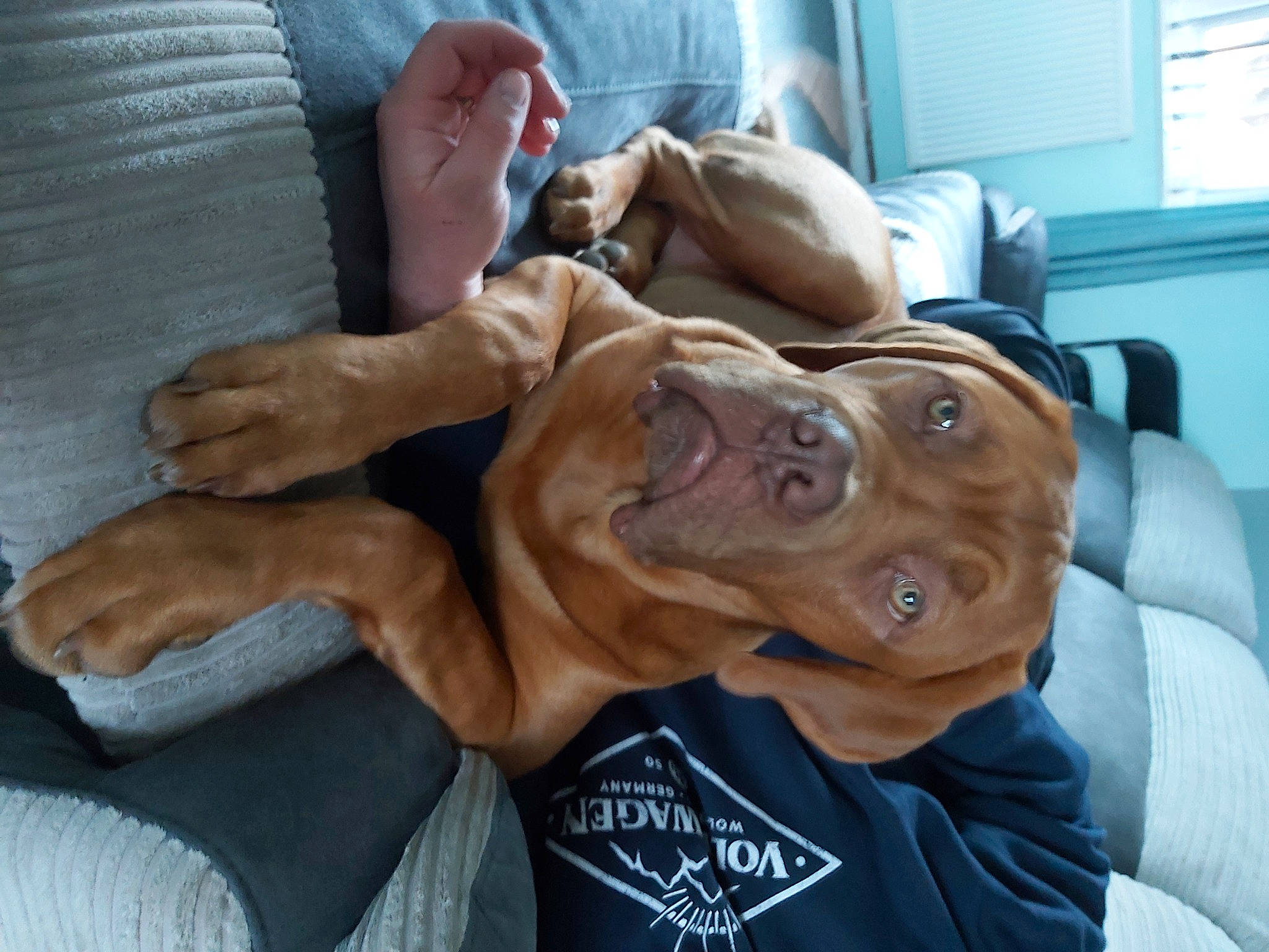 Hooch is registered to the contest to win money with this photo: canidae, carnivore, comfort, companion_dog, dog, dog_breed, fawn, gesture, great_dane, guard_dog, nail, non_sporting_group, sporting_group, thumb, weimaraner, window, window_blind, working_animal, working_dog, wrinkle