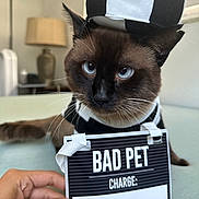 Boi is registered to the contest to win money with this photo: cat, siamese_cat, pet, costume, hat, black_and_white, striped, sign, hand, indoor, lamp, table, mugshot_style, funny, animal, blue_eyes, portrait, close_up, feline, domestic_animal