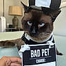 cat, siamese_cat, pet, costume, hat, black_and_white, striped, sign, hand, indoor, lamp, table, mugshot_style, funny, animal, blue_eyes, portrait, close_up, feline, domestic_animal