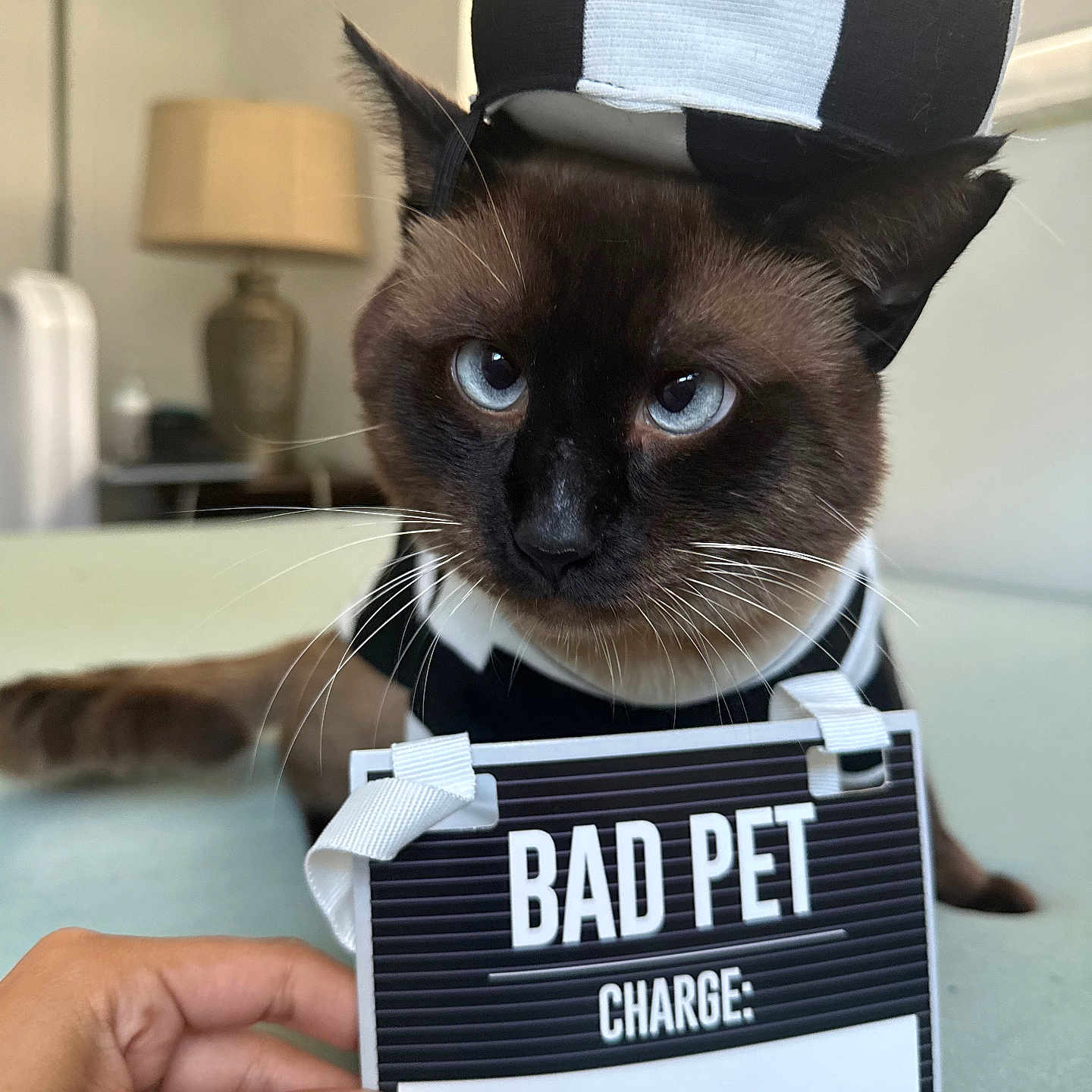 Boi is registered to the contest to win money with this photo: cat, siamese_cat, pet, costume, hat, black_and_white, striped, sign, hand, indoor, lamp, table, mugshot_style, funny, animal, blue_eyes, portrait, close_up, feline, domestic_animal