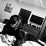 Simba participe au concours pour gagner de l'argent avec cette photo : dog, labrador, black_dog, bed, blanket, indoor, living_room, furniture, television, dresser, painting, tongue_out, pet, canine, relaxed, home, collar, comfort, monochrome, portrait