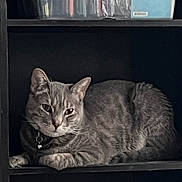 Felix joined the competition — help win amazing prizes! cat, gray_tabby, shelf, indoor, pet, feline, collar, relaxed, resting, fur, whiskers, ears, animal, cute, domestic_animal, portrait, looking, quiet, cozy, house