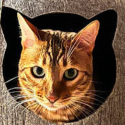 Rimbaud participe au concours pour gagner de l'argent avec cette photo : cat, tabby, whiskers, ears, face, wood, hole, curious, pet, animal, feline, eyes, closeup, indoor, cozy, portrait, looking, cute, mammal, fur