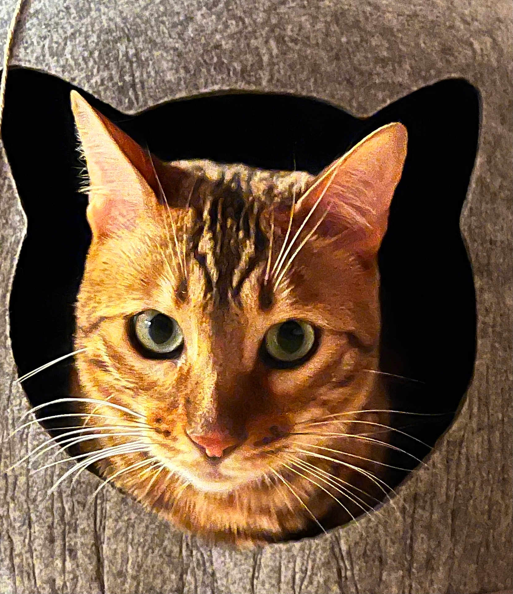Rimbaud participe au concours pour gagner de l'argent avec cette photo : cat, tabby, whiskers, ears, face, wood, hole, curious, pet, animal, feline, eyes, closeup, indoor, cozy, portrait, looking, cute, mammal, fur