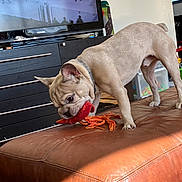 Walter is registered to the contest to win money with this photo: animal, brown, cabinet, collar, couch, cute, dog, floor, french_bulldog, furniture, hockey_game, indoor, leather, living_room, ottoman, pet, playful, television, toy, window