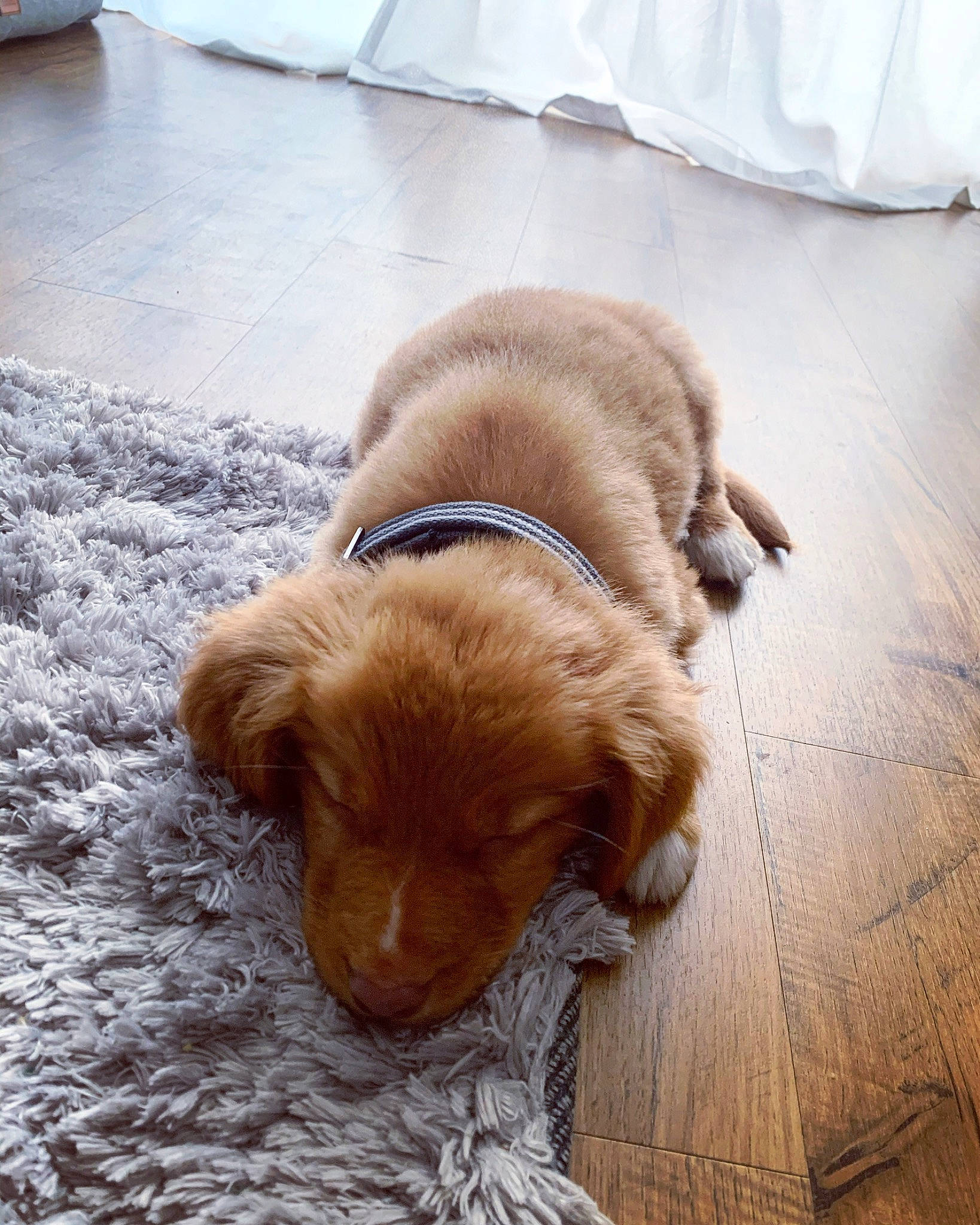 Fletcher joined the competition — help win amazing prizes! canidae, carnivore, companion_dog, dog, dog_breed, floor, flooring, fur, golden_retriever, liver, nova_scotia_duck_tolling_retriever, puppy, retriever, snout, sporting_group