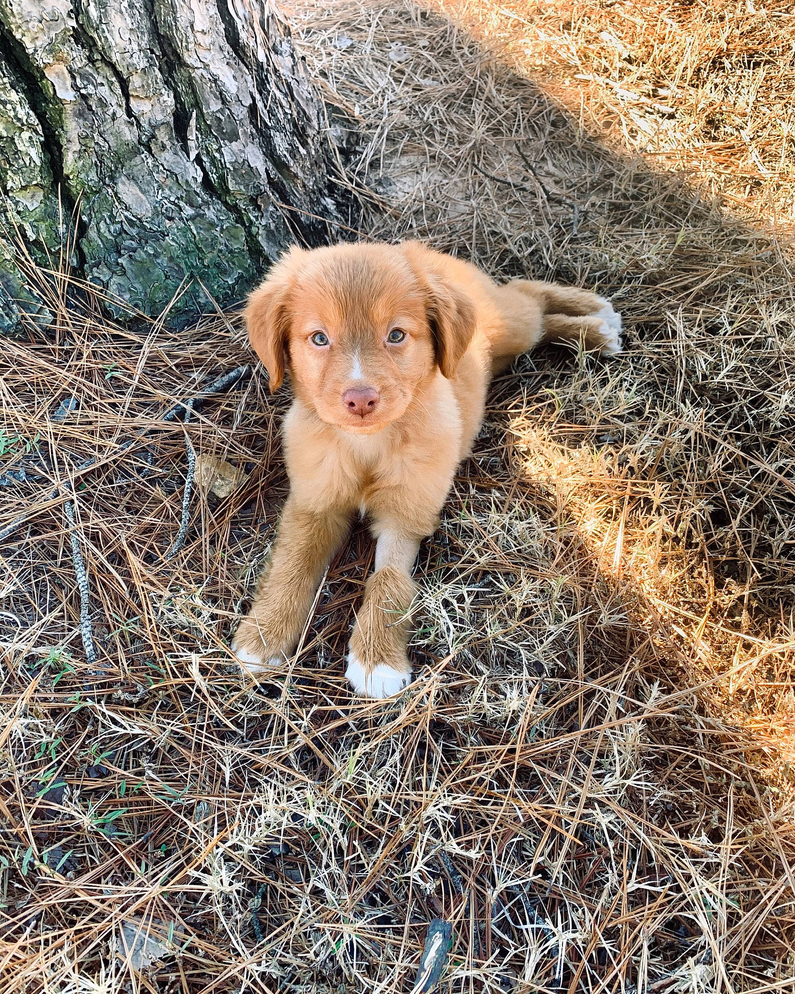 Fletcher joined the competition — help win amazing prizes! canidae, carnivore, dog, dog_breed, fawn, golden_retriever, mammal, nova_scotia_duck_tolling_retriever, puppy, retriever, sporting_group