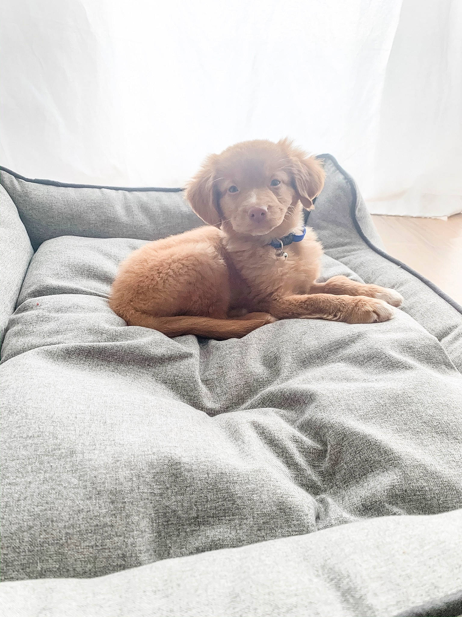 Fletcher joined the competition — help win amazing prizes! bed, bed_sheet, blanket, canidae, carnivore, comfort, companion_dog, dog, dog_bed, dog_breed, fawn, furniture, labrador_retriever, linens, mattress, puppy, retriever, sporting_group, vizsla, weimaraner