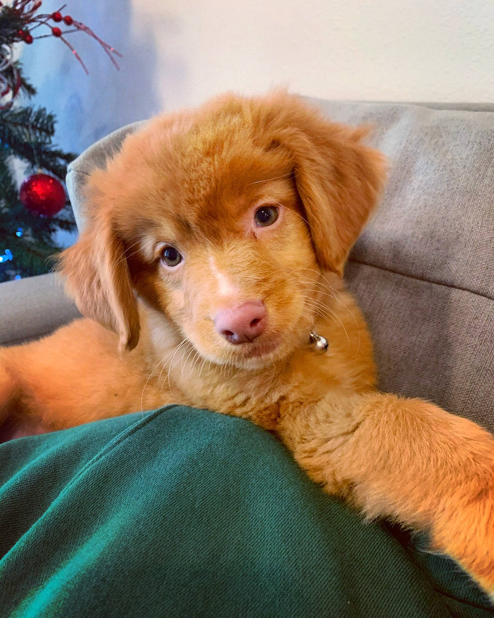 Fletcher joined the competition — help win amazing prizes! canidae, carnivore, companion_dog, dog, dog_breed, fawn, golden_retriever, mammal, nova_scotia_duck_tolling_retriever, puppy, retriever, snout, sporting_group, vertebrate