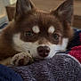 Alpha a rejoint le concours — aidez-le/la à gagner de superbes lots ! dog, close_up, brown_fur, white_fur, pet, animal, paw, blanket, resting, indoors, cute, face, ears, snout, fur, cozy, relaxed, home, companion, soft