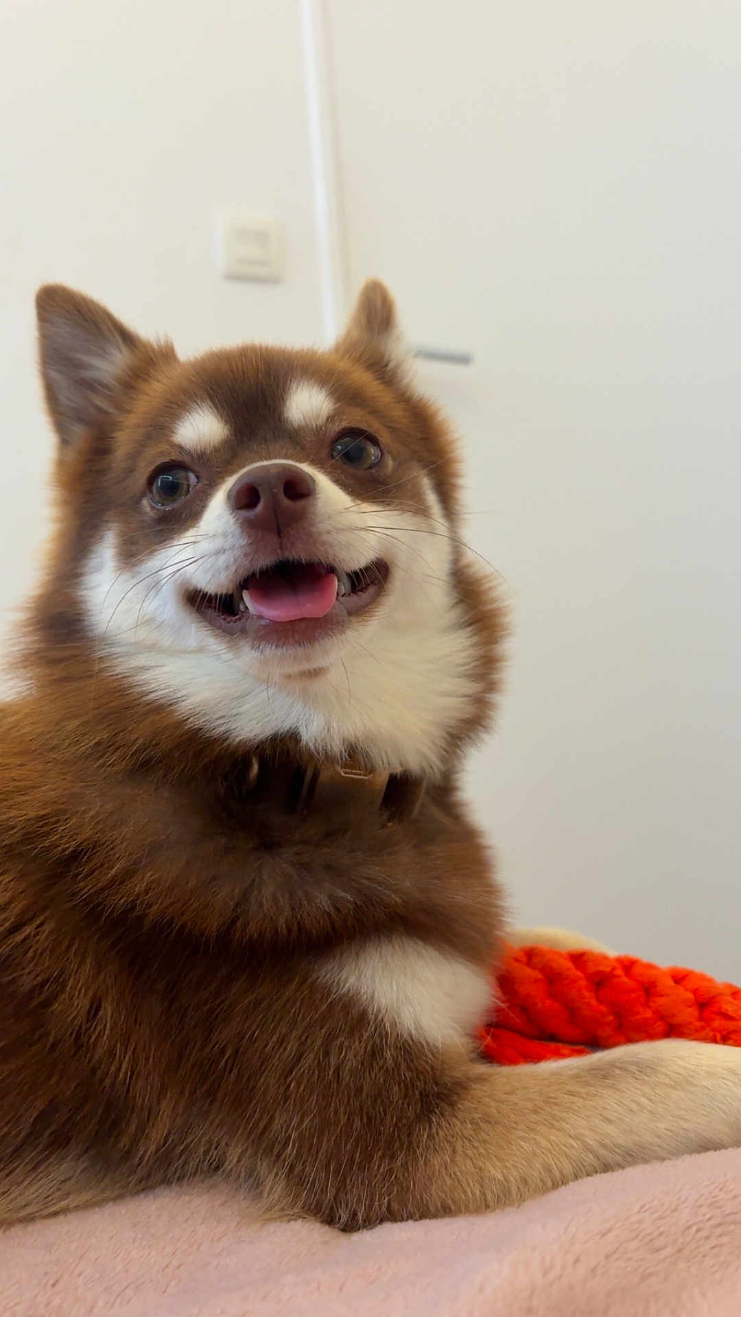 Alpha a rejoint le concours — aidez-le/la à gagner de superbes lots ! dog, cute, smiling, tongue_out, fluffy, brown_fur, white_fur, pet, indoor, collar, toy, orange, closeup, portrait, happy, animal, fur, laying, cozy, domestic
