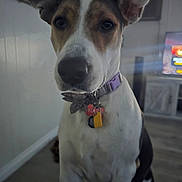 Birdie joined the competition — help win amazing prizes! animal, background, black, brown, canine, closeup, collar, curious, dog, domestic, ears, floor, furniture, indoor, looking, muzzle, pet, tag, television, white