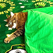 Rj is registered to the contest to win money with this photo: cat, tabby, sleeping, blanket, green, bed, cozy, pet, animal, fur, paw, indoor, rest, cute, relaxation, comfort, nap, mammal, domestic, soft