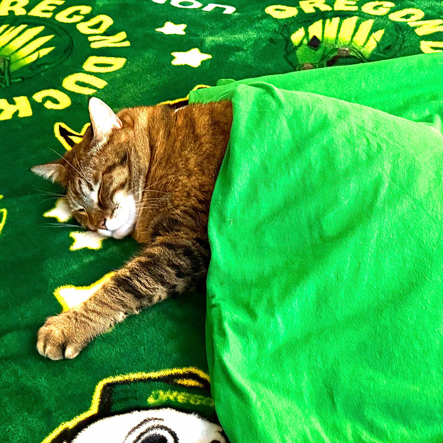 Rj is registered to the contest to win money with this photo: animal, bed, blanket, cat, comfort, cozy, cute, domestic, fur, green, indoor, mammal, nap, paw, pet, relaxation, rest, sleeping, soft, tabby