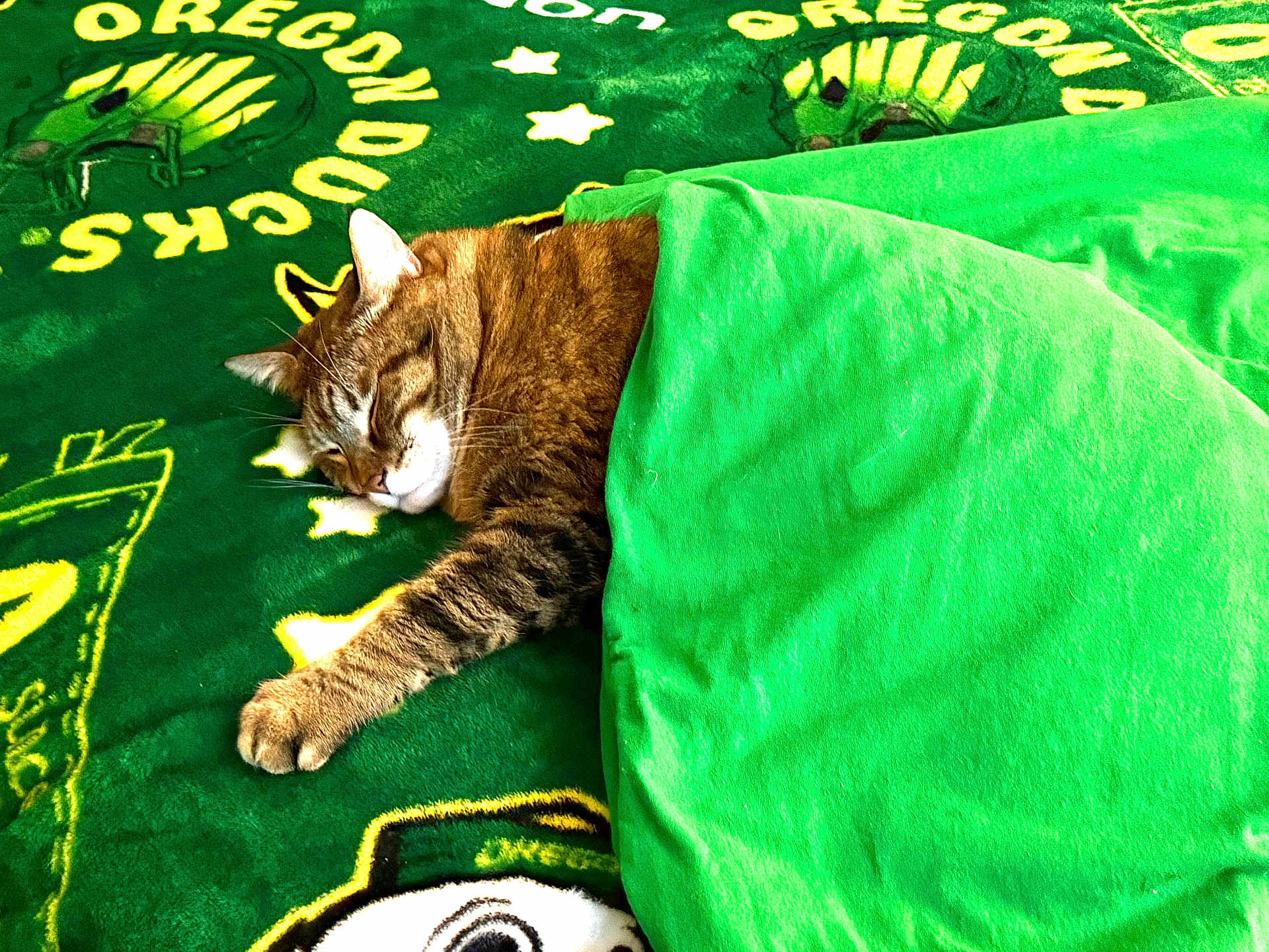 Rj is registered to the contest to win money with this photo: cat, tabby, sleeping, blanket, green, bed, cozy, pet, animal, fur, paw, indoor, rest, cute, relaxation, comfort, nap, mammal, domestic, soft