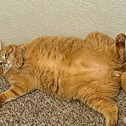 Garfield joined the competition — help win amazing prizes! cat, orange_tabby, pet, animal, carpet, indoor, relaxed, fluffy, fur, paw, lying_down, cute, domestic_cat, whiskers, tail, resting, feline, mammal, playful, cozy