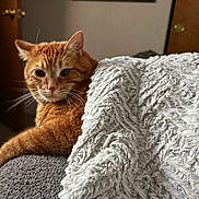 Garfunkel is registered to the contest to win money with this photo: cat, orange_tabby, blanket, soft_texture, indoor, cozy, feline, fur, whiskers, relaxed, resting, comfort, domestic, pet, animal, closeup, laying, gray_surface, warm_lighting, home