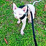 Milo is registered to the contest to win money with this photo: sphynx_cat, hairless_cat, cat, pet, harness, leash, grass, outdoor, blue_eyes, sitting, paws, large_ears, curious, close_up, pink_skin, ground, walking, nature, domestic_animal, short_tail