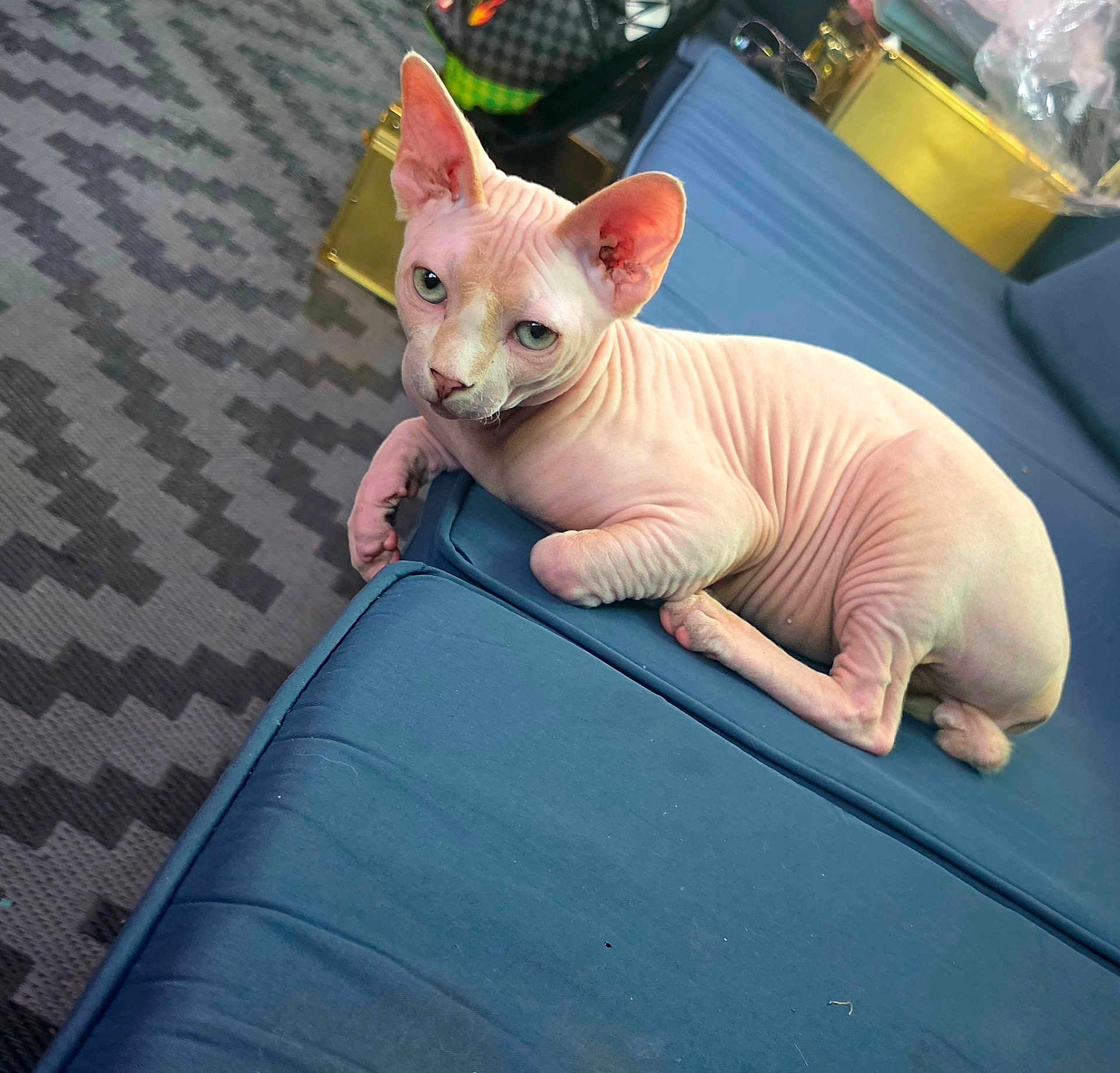 Milo is registered to the contest to win money with this photo: sphynx, cat, hairless_cat, pet, indoor, couch, sofa, blue_upholstery, green_eyes, wrinkled_skin, looking_at_camera, sitting, paws, patterned_rug, zigzag_rug, luggage, bag, gold_box, relaxed, portrait