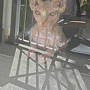 Milo joined the competition — help win amazing prizes! cat, sphynx_cat, reflection, glass, balcony, railing, chair, shadow, outdoor, porch, pet, feline, large_ears, green_eyes, stare, face, sunlight, floor_texture, metal, pattern
