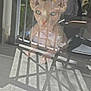 cat, sphynx_cat, reflection, glass, balcony, railing, chair, shadow, outdoor, porch, pet, feline, large_ears, green_eyes, stare, face, sunlight, floor_texture, metal, pattern