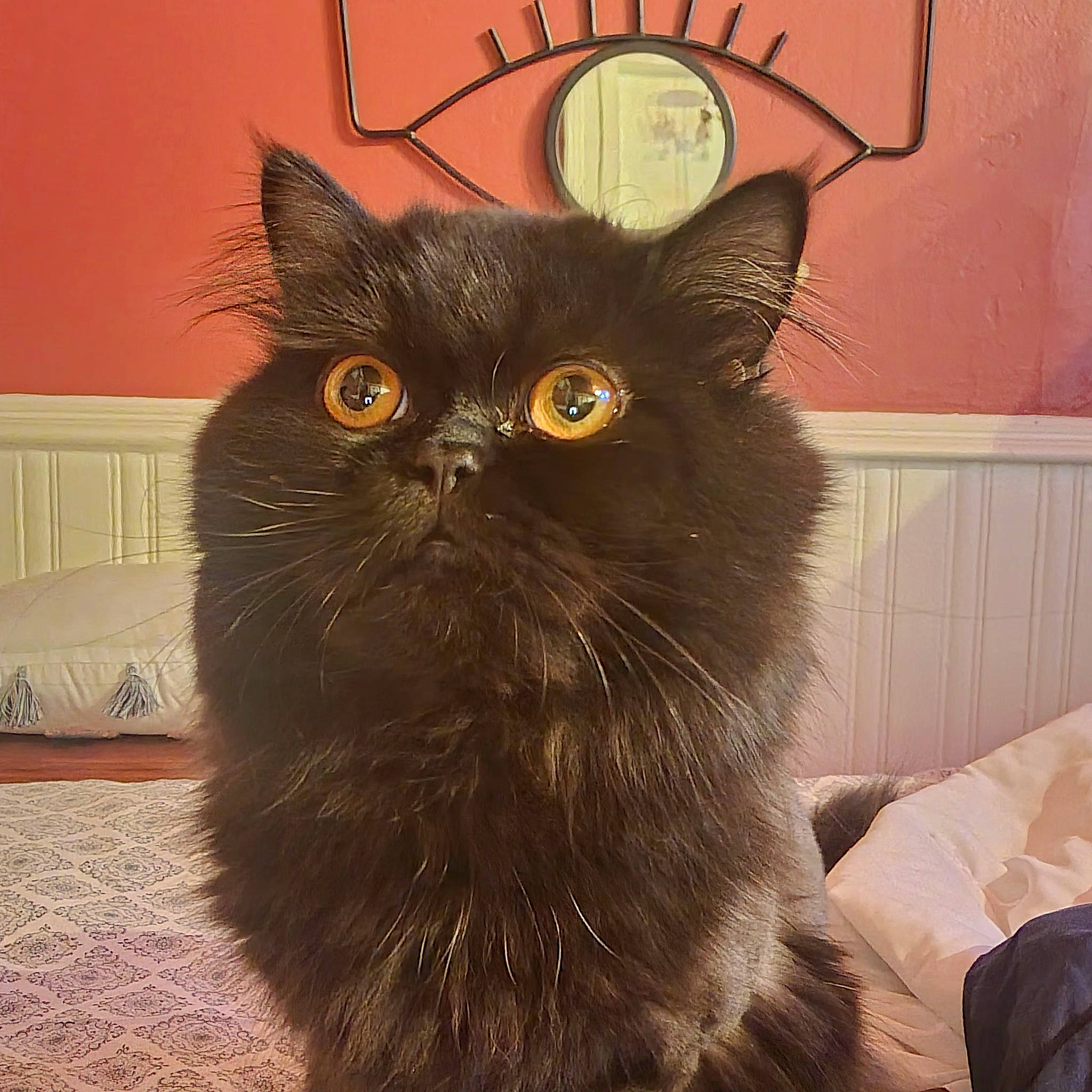 Lucipurr is registered to the contest to win money with this photo: black_cat, carnivore, cat, claw, comfort, domestic_short_haired_cat, felidae, fur, small_to_medium_sized_cats, snout, tail, whiskers