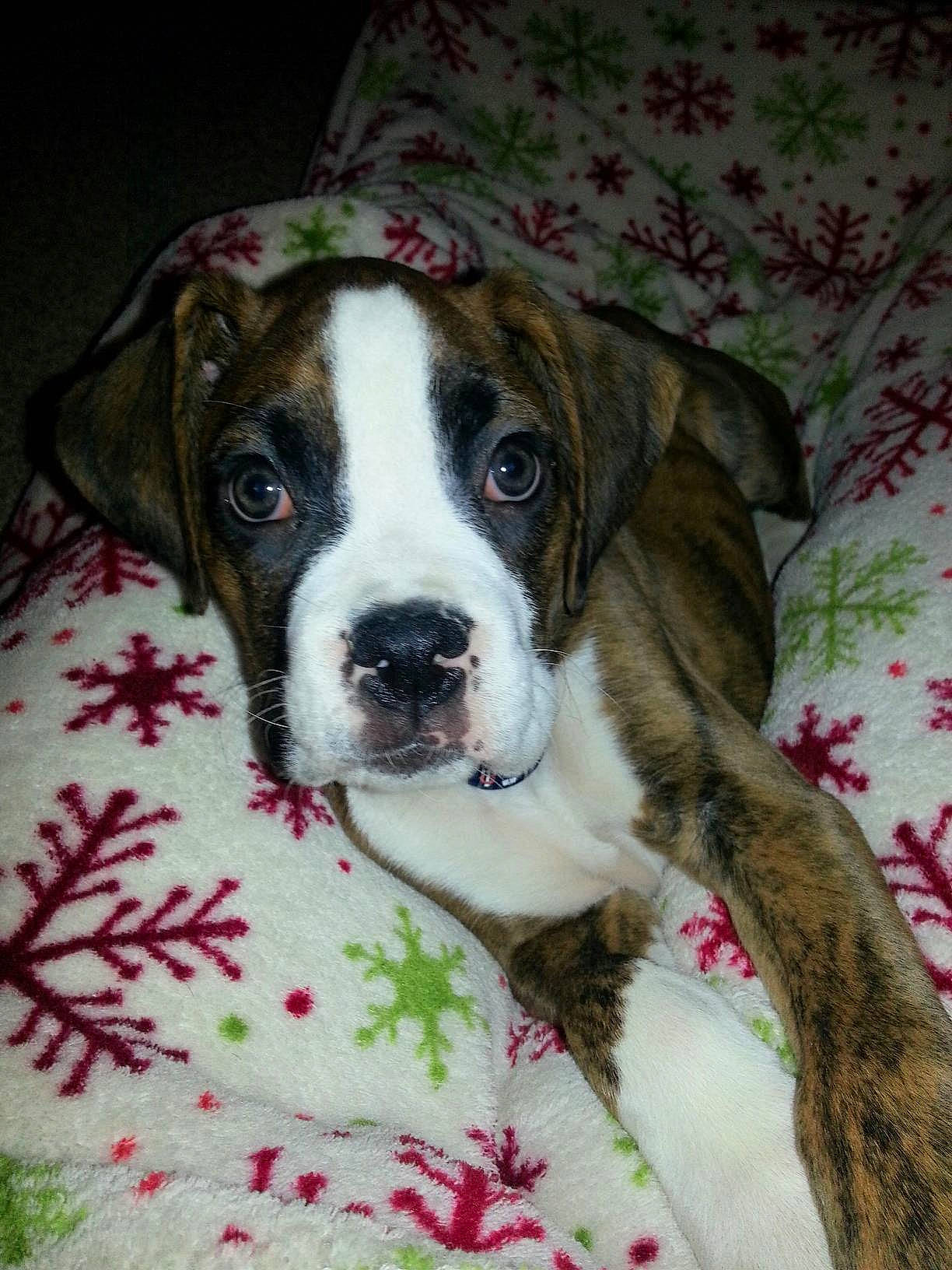 Harvey joined the competition — help win amazing prizes! canidae, carnivore, companion_dog, dog, dog_breed, dog_collar, fawn, grass, linens, non_sporting_group, old_english_bulldog, pattern, puppy, snout, sporting_group, terrestrial_animal, whiskers, working_animal, working_dog, wrinkle