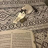 Genesis Wrinkle joined the competition — help win amazing prizes! cat, bed, book, reading, patterned_bedspread, black_and_white_cat, indoor, feline, relaxed, curious, cozy, sleeping_area, text, furniture, home, animal, pet, resting, soft_lighting, closeup