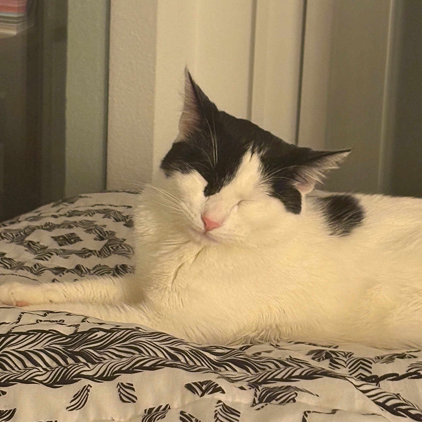 Genesis Wrinkle joined the competition — help win amazing prizes! cat, sleeping, black_and_white, bedspread, indoor, relaxing, pet, feline, fur, cozy, resting, patterned, domestic_animal, calm, cute, whiskers, bed, quiet, animal, mammal