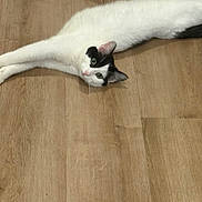 Genesis Wrinkle is registered to the contest to win money with this photo: cat, white_cat, black_patches, stretching, wooden_floor, pet, animal, green_eyes, fur, domestic_cat, indoor, curious, lying_down, flooring, mammal, whiskers, playful, relaxed, cute, feline