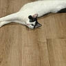 cat, white_cat, black_patches, stretching, wooden_floor, pet, animal, green_eyes, fur, domestic_cat, indoor, curious, lying_down, flooring, mammal, whiskers, playful, relaxed, cute, feline