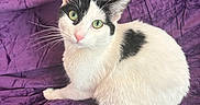 Genesis Wrinkle is registered to the contest to win money with this photo: cat, black_and_white, green_eyes, sitting, purple_background, velvet, pet, feline, whiskers, fur, cute, animal, indoor, portrait, looking, alert, tail, ears, pink_nose, soft_texture