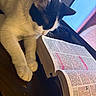 cat, black_and_white, animal, pet, book, reading, table, wood, fur, whiskers, open_book, pages, text, indoor, screen, monitor, curious, close_up, cozy, light