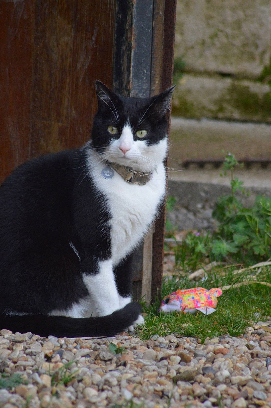 Oreo a rejoint le concours — aidez-le/la à gagner de superbes lots ! aegean_cat, american_wirehair, black_and_white, carnivore, cat, domestic_short_haired_cat, european_shorthair, felidae, polydactyl_cat, small_to_medium_sized_cats, snout, tail, whiskers
