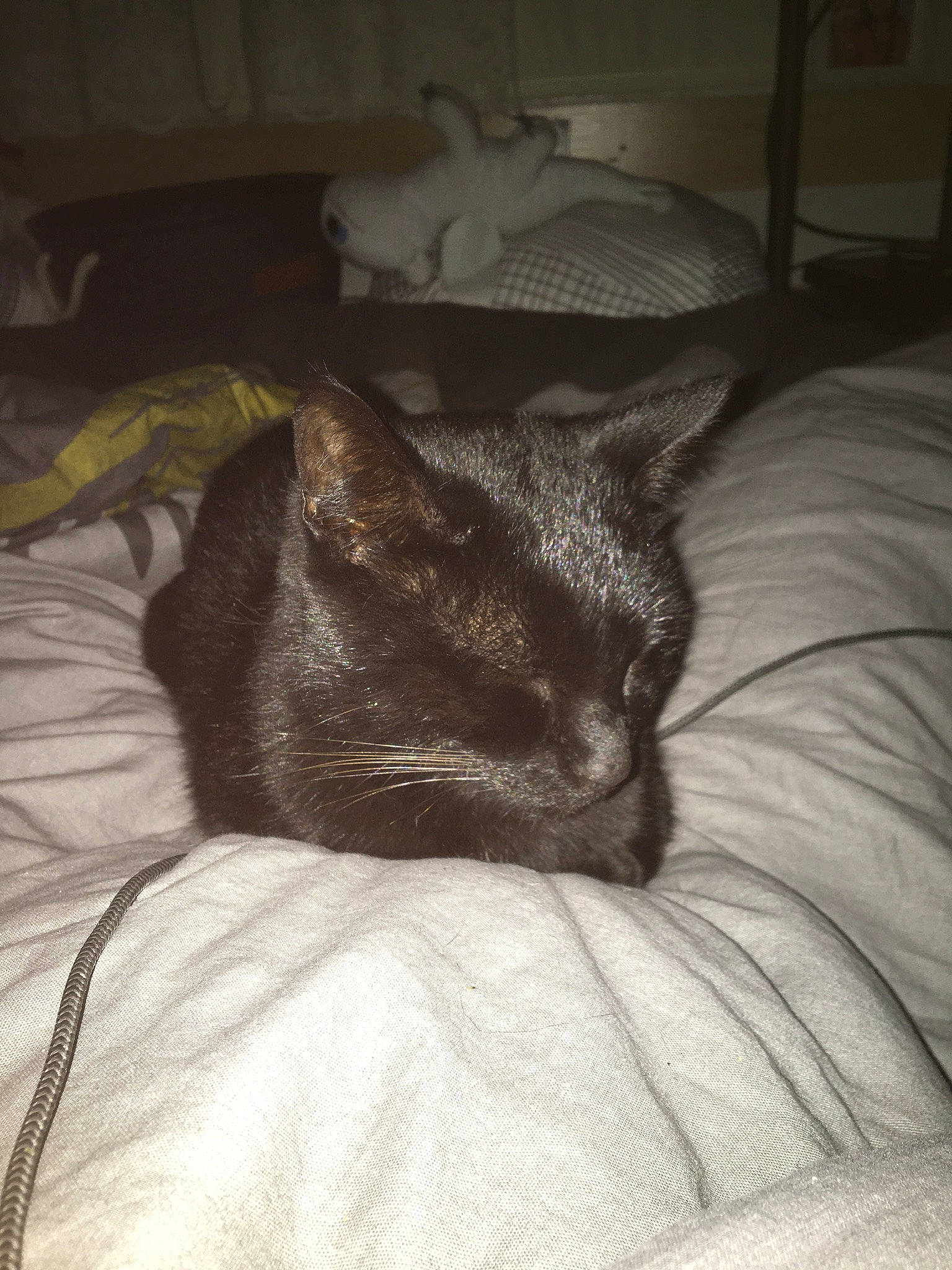 Baguera participe au concours pour gagner de l'argent avec cette photo : black_cat, carnivore, cat, comfort, domestic_short_haired_cat, ear, eye, facial_hair, fawn, felidae, fur, grey, linens, nap, room, small_to_medium_sized_cats, snout, tail, terrestrial_animal, whiskers