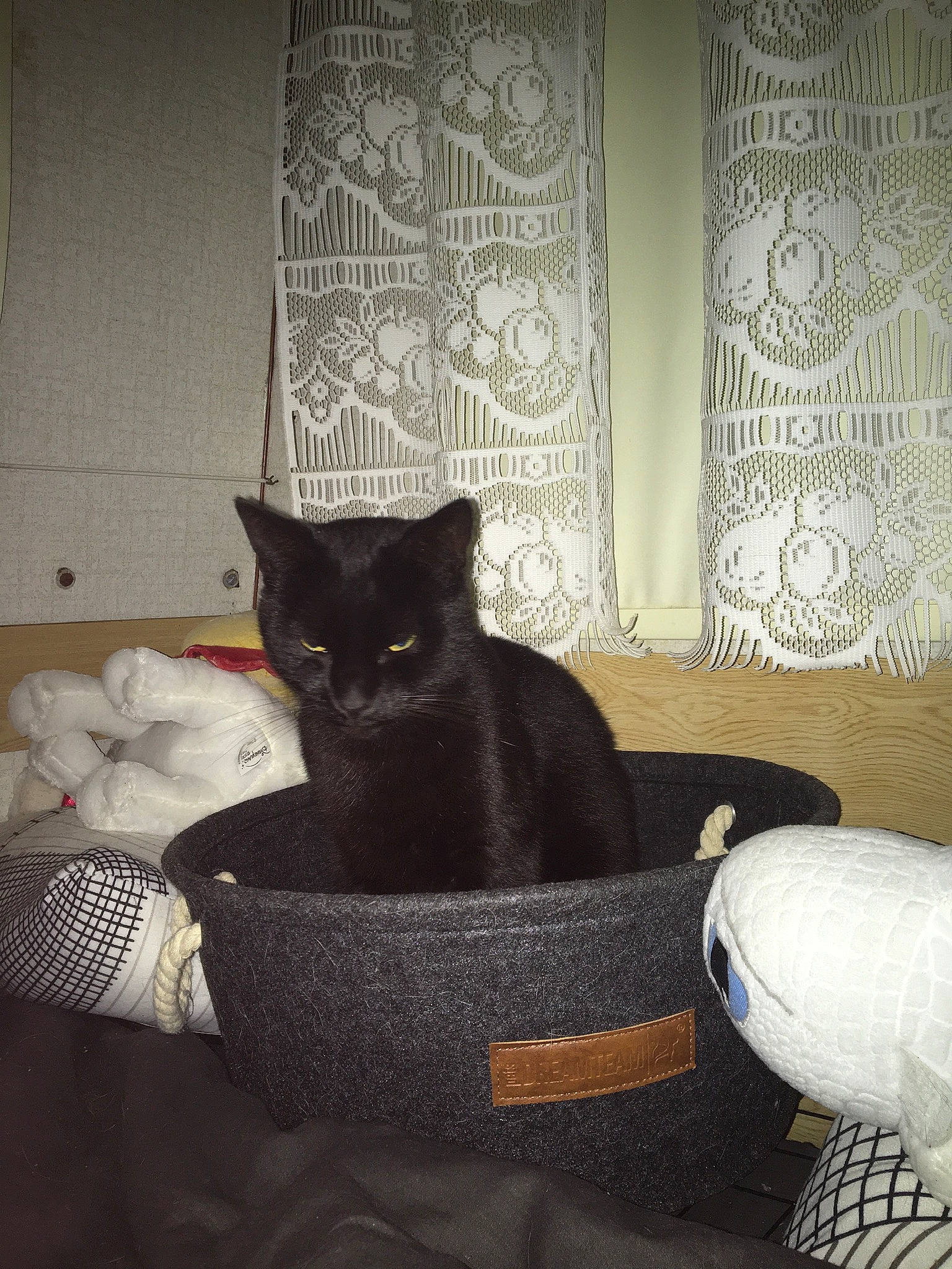 Baguera a rejoint le concours — aidez-le/la à gagner de superbes lots ! black_cat, bombay, carnivore, cat, cat_supply, comfort, felidae, floor, flooring, grey, hardwood, interior_design, linens, living_room, pattern, small_to_medium_sized_cats, tail, tints_and_shades, whiskers, wood