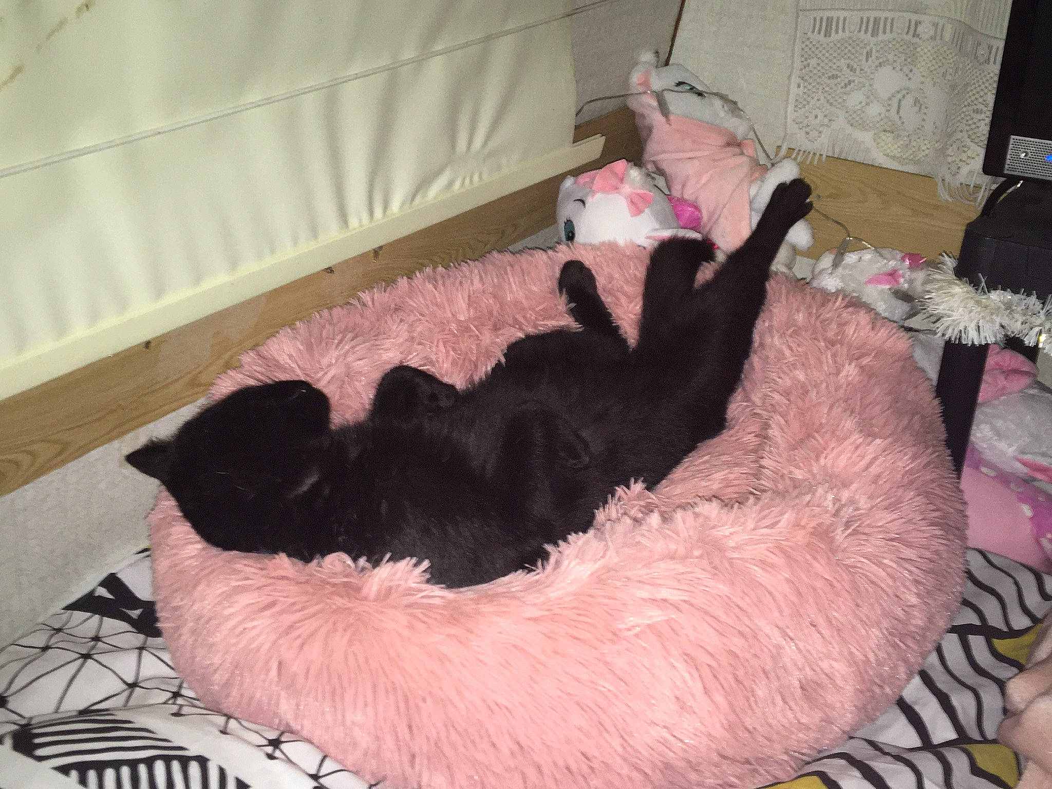 Baguera a rejoint le concours — aidez-le/la à gagner de superbes lots ! canidae, carnivore, comfort, companion_dog, creative_arts, dog_breed, dog_supply, fawn, felidae, fur, magenta, mammal, natural_material, pet_supply, pink, room, small_to_medium_sized_cats, sporting_group, tail, vertebrate