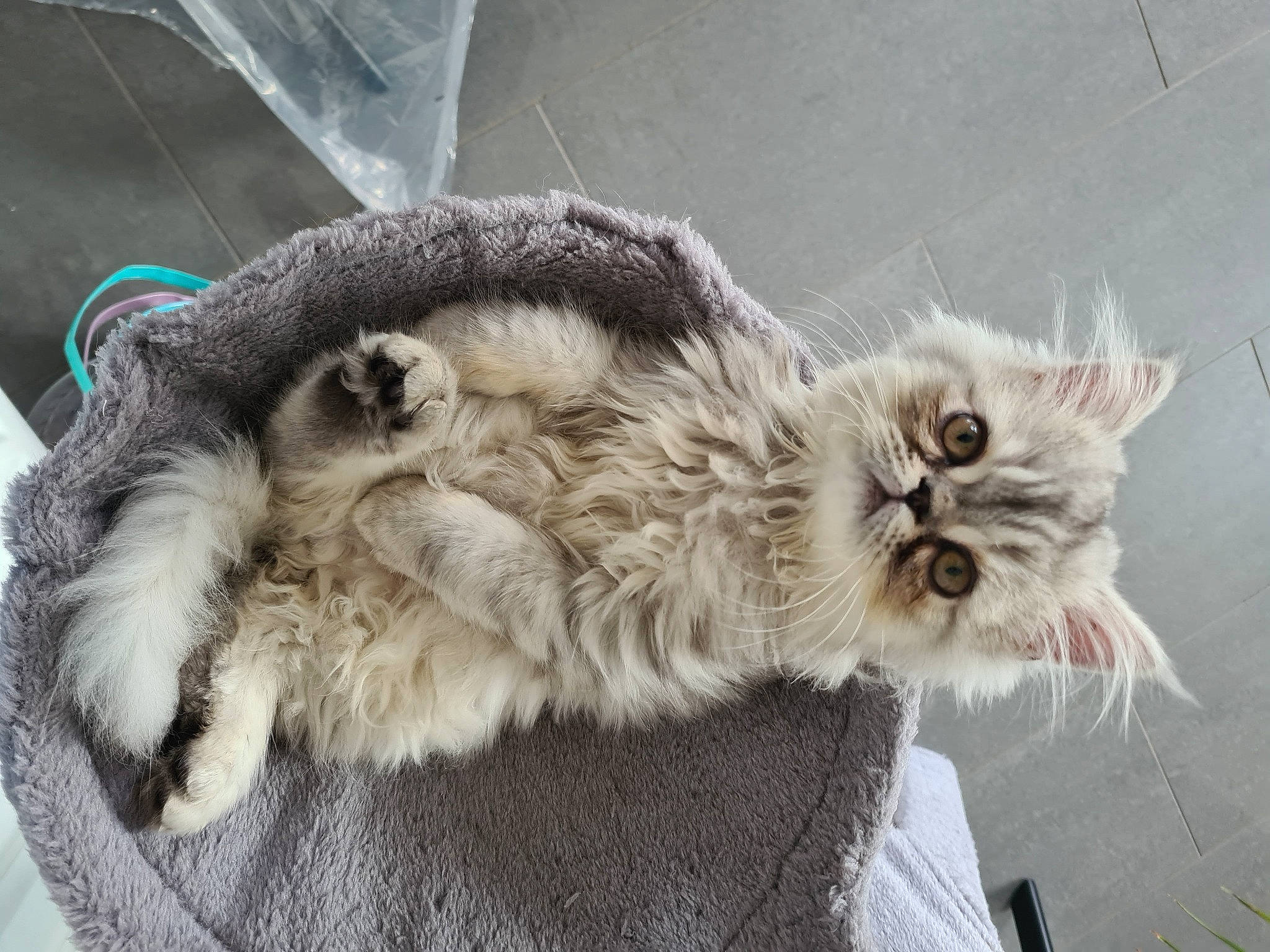 Milo is registered to the contest to win money with this photo: british_longhair, canidae, carnivore, cat, chair, claw, comfort, dog_breed, domestic_short_haired_cat, eye, fawn, felidae, fur, paw, small_to_medium_sized_cats, snout, tail, terrestrial_animal, whiskers