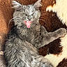Punky a rejoint le concours — aidez-le/la à gagner de superbes lots ! animal, brown_blanket, cat, close_up, cozy, cute, domestic_cat, feline, fluffy, funny_expression, fur, gray_cat, indoor, lying_down, pet, relaxed, resting, tongue_out, whiskers, white_blanket
