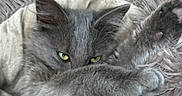 Punky participe au concours pour gagner de l'argent avec cette photo : cat, gray_cat, fluffy, paw, green_eyes, pet, indoor, rug, wooden_floor, cozy, feline, cute, animal, relaxed, close_up, playful, whiskers, soft, fur, resting