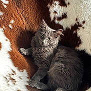 Punky a rejoint le concours — aidez-le/la à gagner de superbes lots ! cat, gray_cat, fluffy, pet, animal, feline, resting, blanket, brown, white, cozy, fur, cute, indoors, relaxed, closeup, soft, eyes, whiskers, comfort