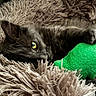 Punky a rejoint le concours — aidez-le/la à gagner de superbes lots ! cat, black_cat, pet, animal, yellow_eyes, fluffy_blanket, soft_texture, toy, green_toy, cozy, resting, closeup, fur, whiskers, indoor, cute, sleepy, comfort, relaxation, domestic