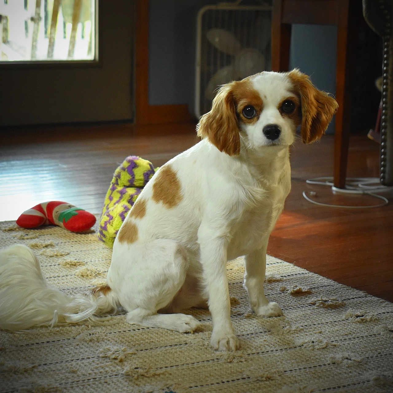 Finley joined the competition — help win amazing prizes! animal, architecture, beagle, building, canine, cockerspaniel, cushion, dog, furniture, hardwood, homedecor, hound, indoors, interiordesign, livingroom, papillon, pet, puppy, room, wood