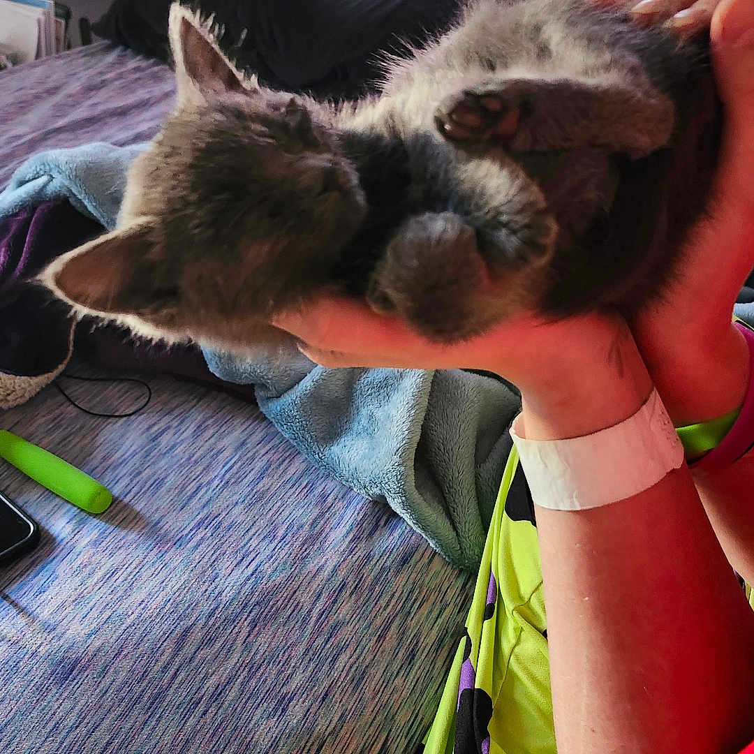 Stormy Rae joined the competition — help win amazing prizes! accessories, animal, bed, bedroom, cat, couch, cushion, electronics, face, furniture, glasses, head, homedecor, indoors, kitten, person, pet, photography, portrait, room