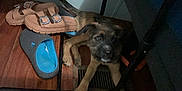 Chiquita is registered to the contest to win money with this photo: animal, black, brown, curious, dog, eyes, face, floor, footwear, furniture, home, indoor, legs, metal_frame, pet, puppy, sandals, slippers, wooden_floor, young_dog